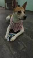 não tem nome pois foi abandonada na Rua . 