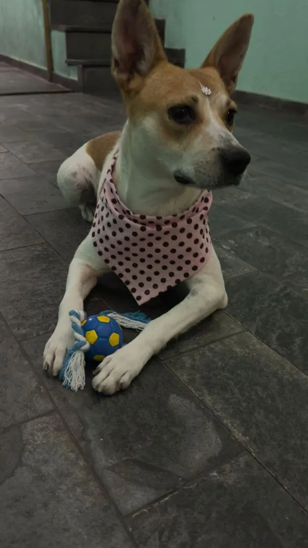 Cachorro raça SRD-ViraLata idade 3 anos nome não tem nome pois foi abandonada na Rua . 