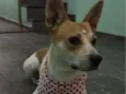 não tem nome pois foi abandonada na Rua . 