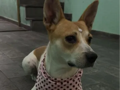 Cachorro raça SRD-ViraLata idade 3 anos nome não tem nome pois foi abandonada na Rua . 
