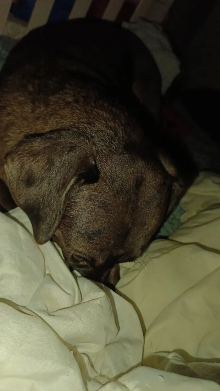 Cachorro raça SRD-ViraLata idade 3 anos nome Catarina 