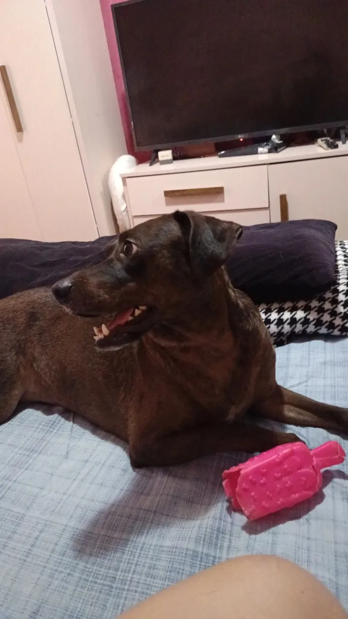Cachorro raça SRD-ViraLata idade 3 anos nome Catarina 