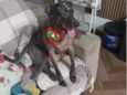 Catarina 