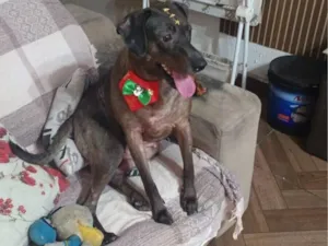 Cachorro raça SRD-ViraLata idade 3 anos nome Catarina 
