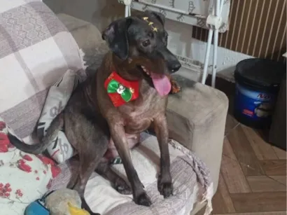 Cachorro raça SRD-ViraLata idade 3 anos nome Catarina 