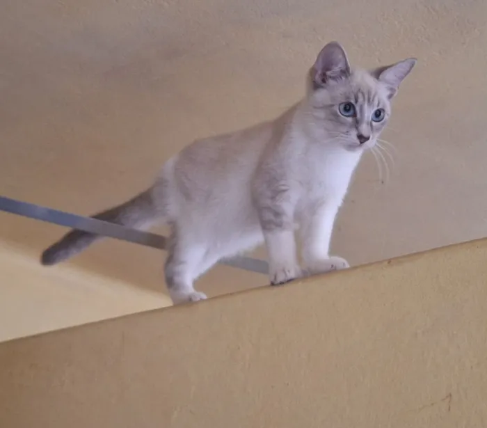 Gato raça SRD-ViraLata idade 2 a 6 meses nome Névoa