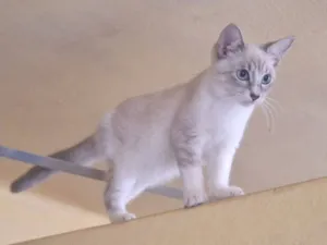 Gato raça SRD-ViraLata idade 2 a 6 meses nome Névoa