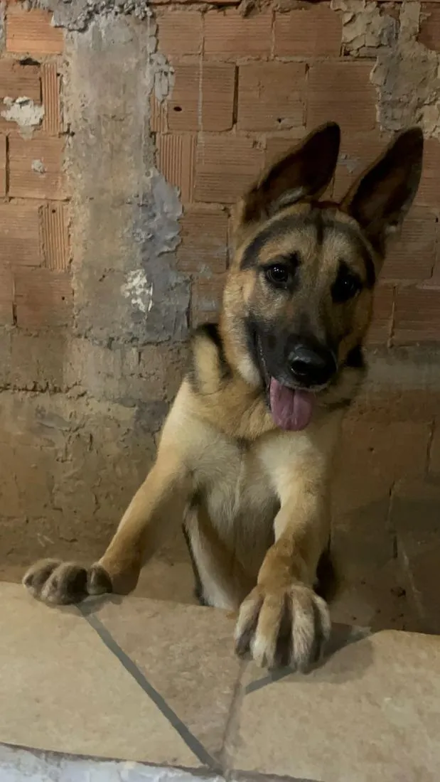 Cachorro raça Pastor Alemão idade 1 ano nome Murilo 