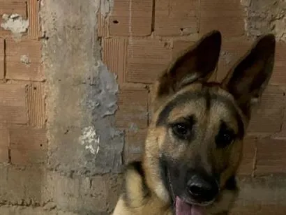 Cachorro raça Pastor Alemão idade 1 ano nome Murilo 