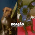 Gucci e Doug