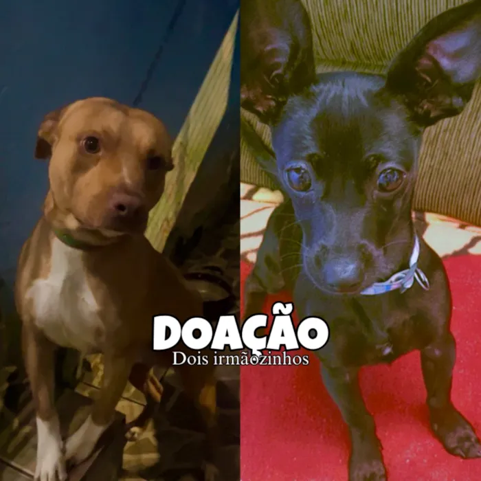 Cachorro raça Pit-Bull idade 3 anos nome Gucci e Doug