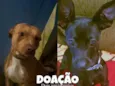 Gucci e Doug