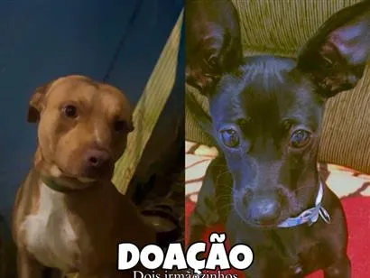 Cachorro raça Pit-Bull idade 3 anos nome Gucci e Doug