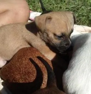 Cachorro raça SRD-ViraLata idade Abaixo de 2 meses nome nao tem nomes ainda 