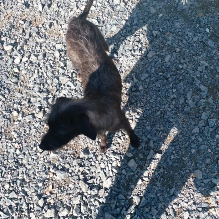 Cachorro raça SRD-ViraLata idade 2 a 6 meses nome menina