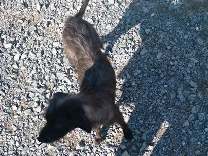 Cachorro raça SRD-ViraLata idade 2 a 6 meses nome menina