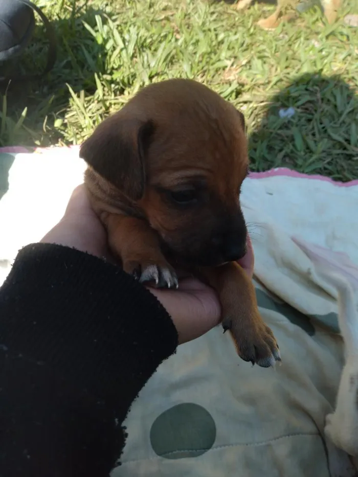Cachorro raça SRD-ViraLata idade Abaixo de 2 meses nome denguinho