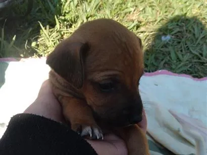 Cachorro raça SRD-ViraLata idade Abaixo de 2 meses nome denguinho