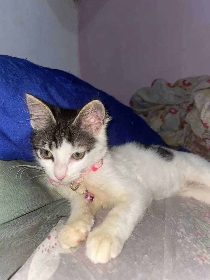 Gato raça SRD-ViraLata idade 2 a 6 meses nome Narizinho 
