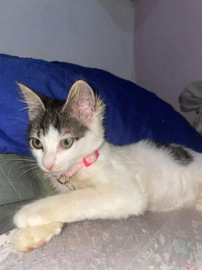 Gato raça SRD-ViraLata idade 2 a 6 meses nome Narizinho 