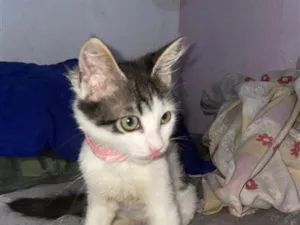 Gato raça SRD-ViraLata idade 2 a 6 meses nome Narizinho 