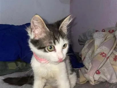 Gato raça SRD-ViraLata idade 2 a 6 meses nome Narizinho 