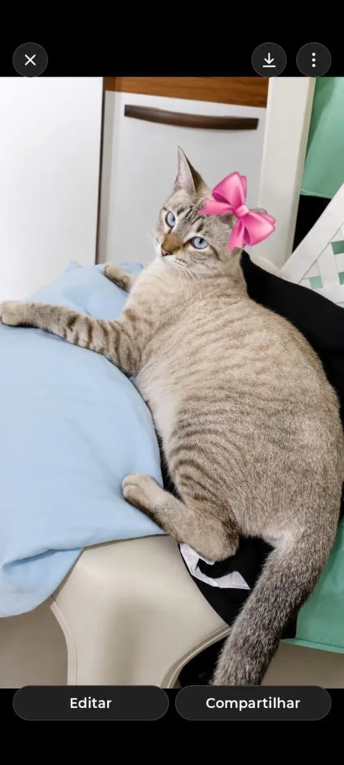 Gato raça SRD-ViraLata idade 1 ano nome Mel