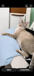 Mel