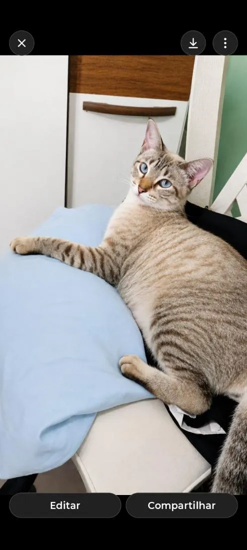 Gato raça SRD-ViraLata idade 1 ano nome Mel