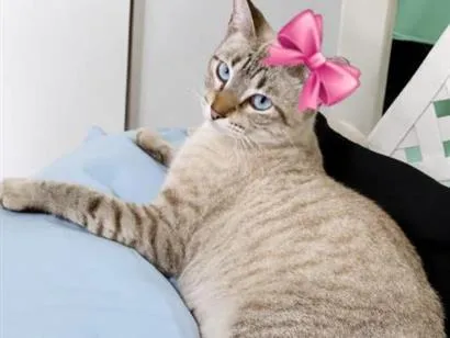 Gato raça SRD-ViraLata idade 1 ano nome Mel