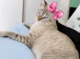 Mel