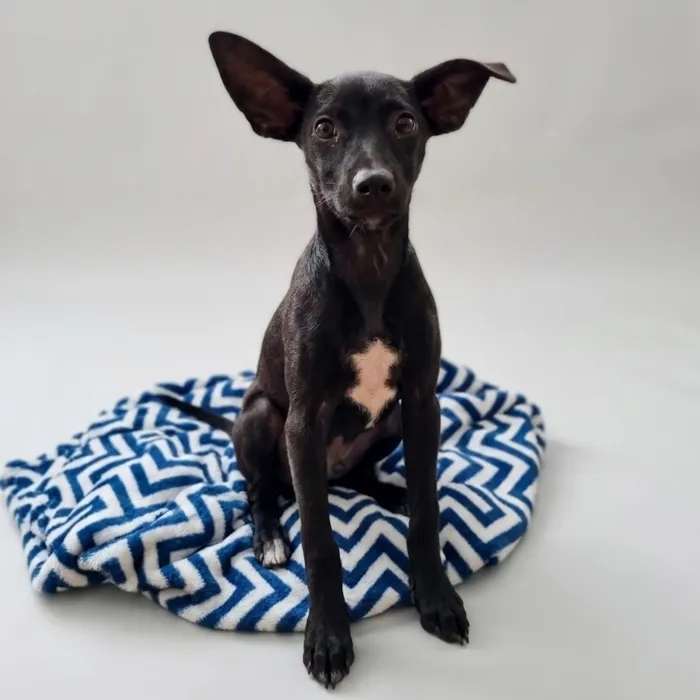 Cachorro raça SRD-ViraLata idade 2 a 6 meses nome Lua