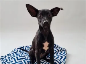 Cachorro raça SRD-ViraLata idade 2 a 6 meses nome Lua