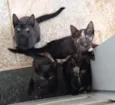 Gatinhos 