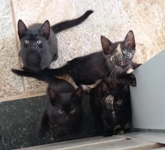 Gato raça SRD-ViraLata idade 2 a 6 meses nome Gatinhos 