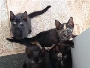 Gato raça SRD-ViraLata idade 2 a 6 meses nome Gatinhos 