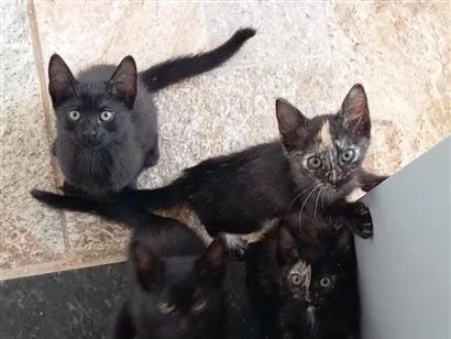 Gato raça SRD-ViraLata idade 2 a 6 meses nome Gatinhos 