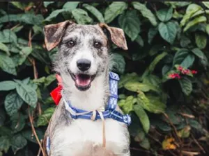 Cachorro raça SRD-ViraLata idade 7 a 11 meses nome Akina