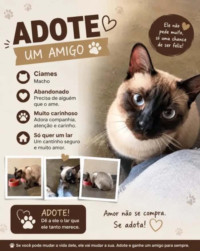 Gato raça Siamês idade 1 ano nome Siamês 