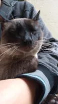 Siamês 