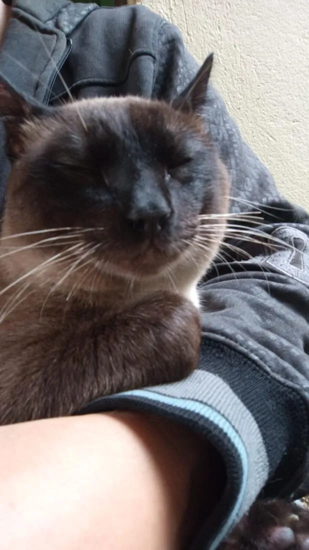 Gato raça Siamês idade 1 ano nome Siamês 