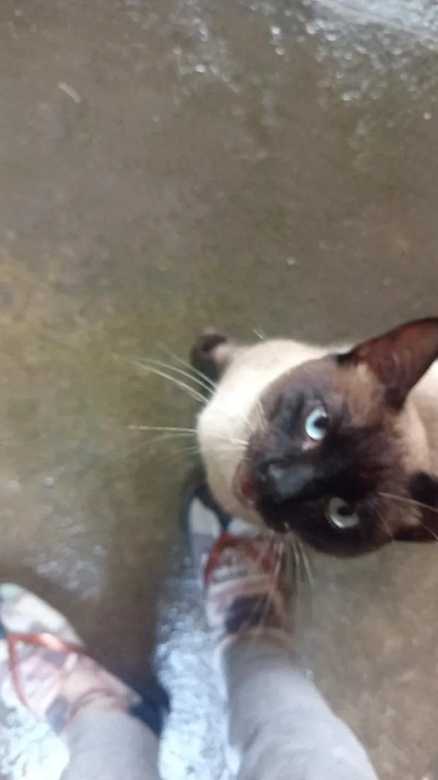 Gato raça Siamês idade 1 ano nome Siamês 