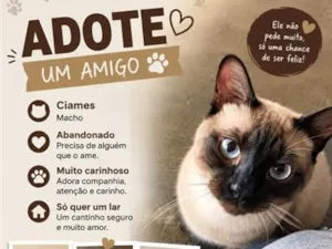 Gato raça Siamês idade 1 ano nome Siamês 