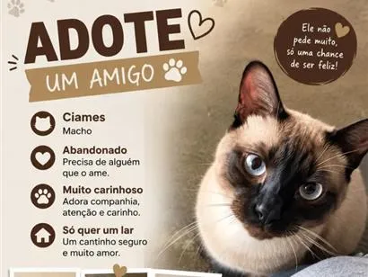 Gato raça Siamês idade 1 ano nome Siamês 