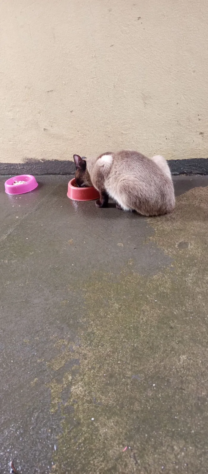 Gato raça Siamês idade 1 ano nome Siamês 
