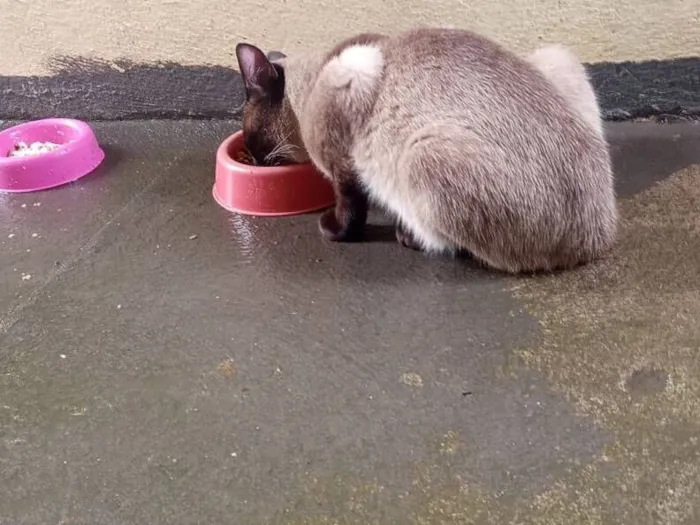 Gato raça Siamês idade 1 ano nome Siamês 