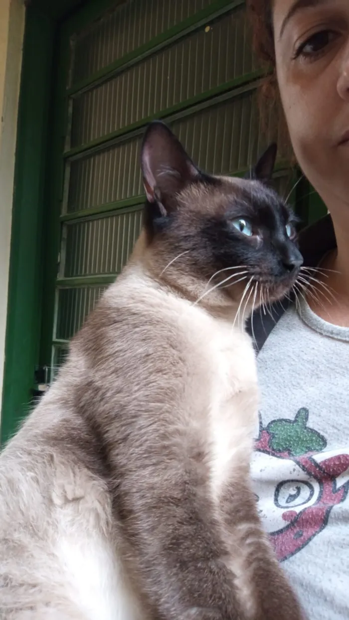 Gato raça Siamês idade 1 ano nome Siamês 