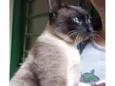 Siamês 