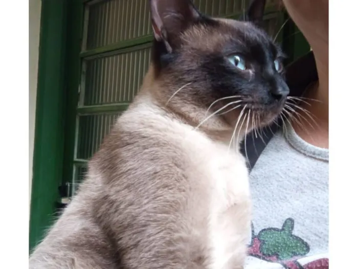 Gato raça Siamês idade 1 ano nome Siamês 