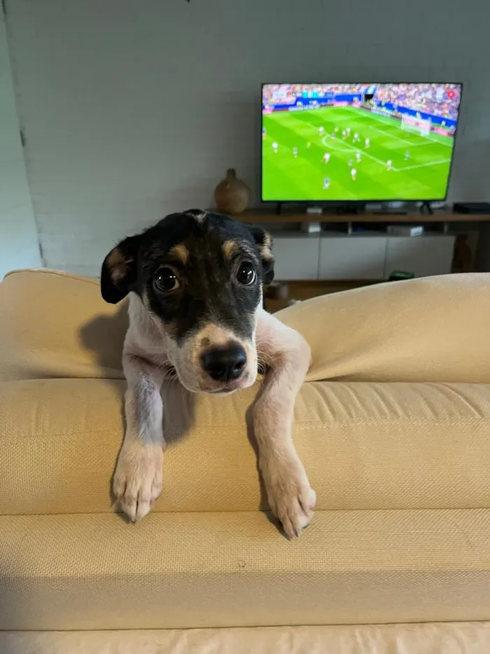 Cachorro raça SRD-ViraLata idade 2 a 6 meses nome Beca